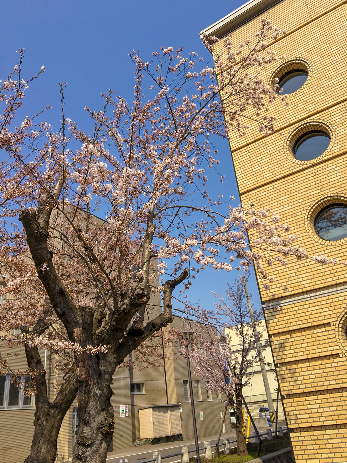小樽警察署の桜です。