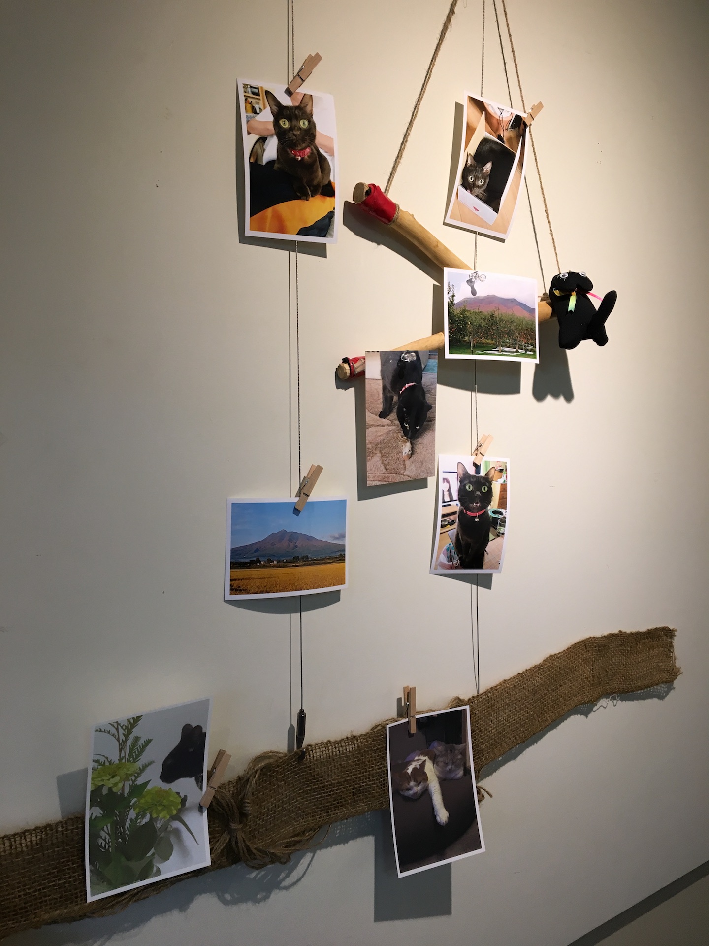 小樽中央市場ガンガンギャラリー『ねこ好きさん　あつまれー！』