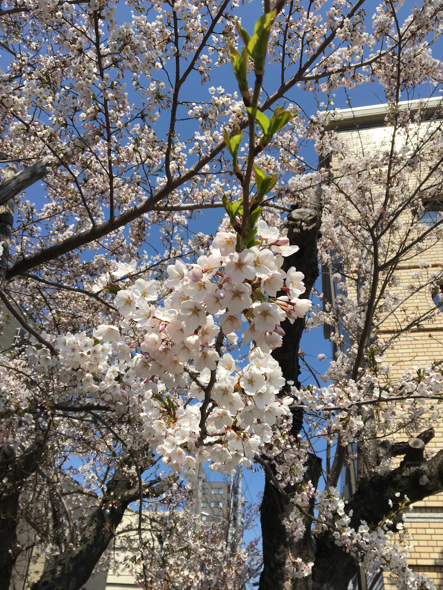 今の小樽は桜がキレイです♪