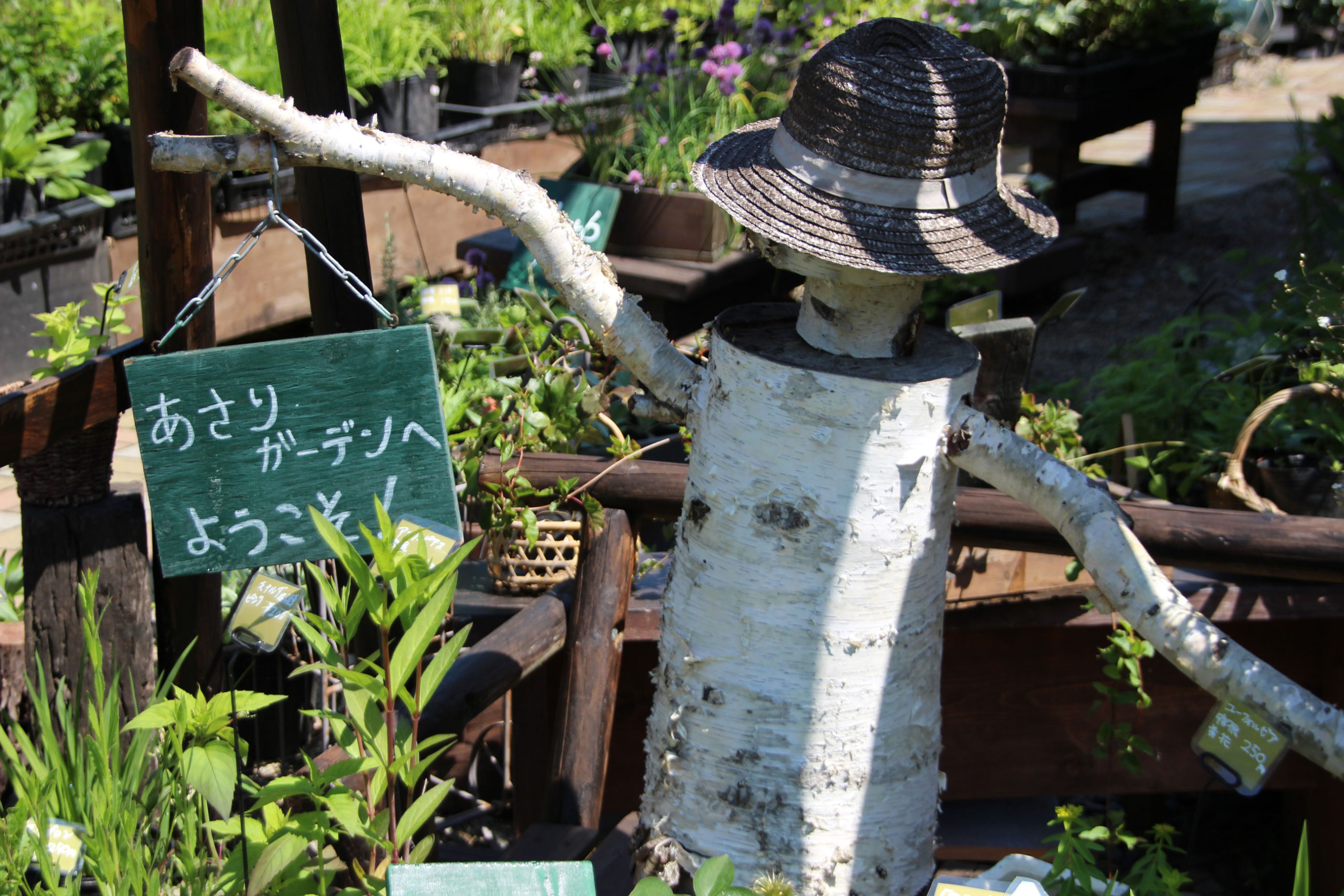 ６月１日より朝里ガーデンがオープン